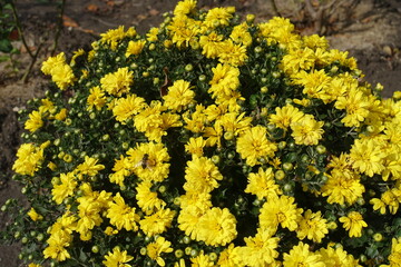 One bee pollinating yellow flowers of Chrysanthemums in mid November