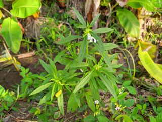 grass or green plants that grow on the side of the road