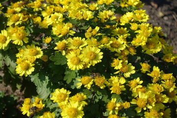 Two bees pollinating yellow flowers of Chrysanthemums in mid October