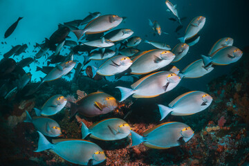 Underwater scene, colorful school of reef fish swimming among colorful coral reef