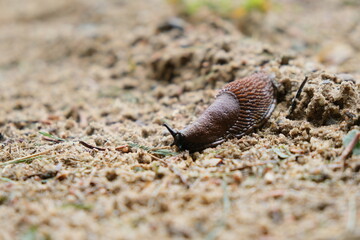 Close up of a slug in the backyard. Brown animal with soft mantle crawling in the sand.