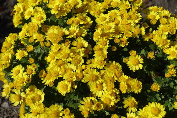 Yellow flowers of Chrysanthemums with two bees in mid October