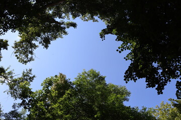 Fototapeta premium trees in the sky