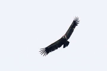 Un buitre leonado en el cielo
