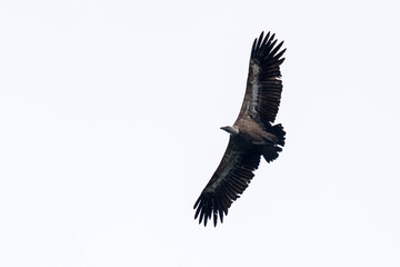 Buitre en libertad