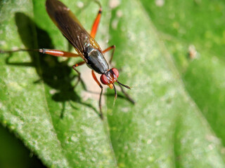 small insect on a green leaf, with a blurry background