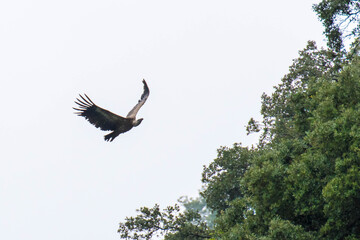 Un buitre en la montaña 