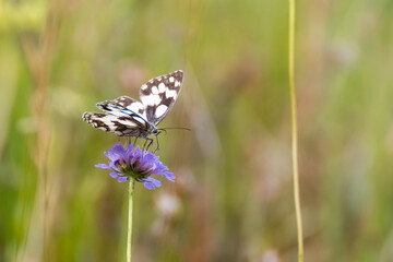 Macrofotografía de una mariposa en una flor