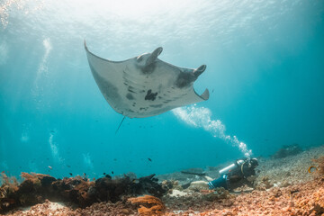 Fototapeta premium Manta Ray swimming over colorful coral and scuba divers in clear blue water
