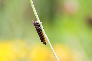 Macrofotografía de un grillo agarrado a una planta