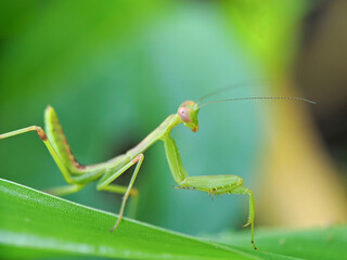 Insect.Mantis nymph(Arthropoda: Insecta: Mantodea). On leaf.