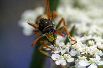 Bienen, Hummeln, Bremsen, Wespen, Fliegen, Schmetterlinge, Schwebfliegen beim fressen und bestäuben von Nutzpflanzen und anderen Blumen