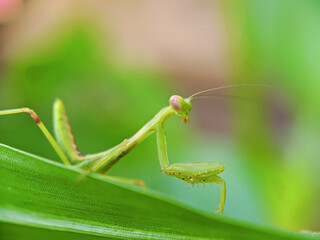 Insect.Mantis nymph(Arthropoda: Insecta: Mantodea). On leaf.