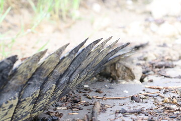 Details on an African Crocodile in the Chobe River, Botswana