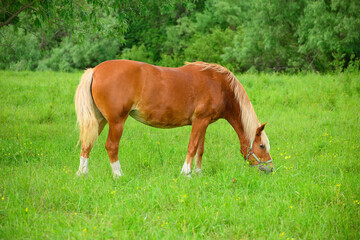 Naklejka na ściany i meble The red draft horse is standing on the pasture and eating the grass.