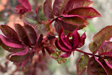 hojas rojas. detalles de la naturaleza