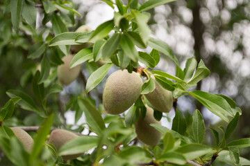 fruto verde en la rama. Maduracion 