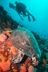 Turtle swimming among coral reef in the wild,  scuba divers in the background. Underwater scuba...