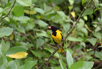yellow bird
black hooded oriole
oriole on the branch
yellow bird on the branch