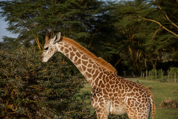 giraffe eating grass