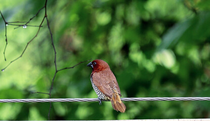 small bird on the line
potratie of munnia
spotted munia