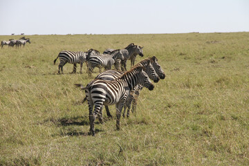 zebras in the savannah