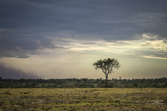 acacia tree in the sunset