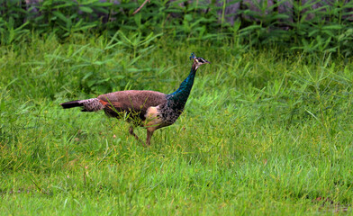 Obraz premium peacock in the grass food searching peacock 