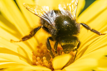 Bienen, Hummeln, Bremsen, Wespen, Fliegen, Schmetterlinge, Schwebfliegen beim fressen und bestäuben von Nutzpflanzen und anderen Blumen