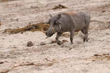 Wild Warthogs in Chobe and Etosha 