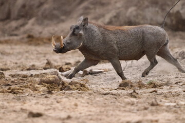 Wild Warthogs in Chobe and Etosha 