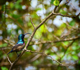 purple sunbird on the tree
sunbird on the branch
long beaked bird
small bird
