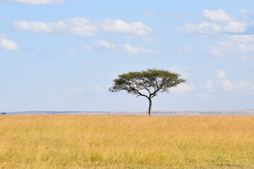 lonely tree on the field