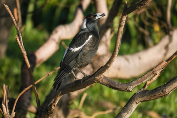 A Magpie sits in a tree