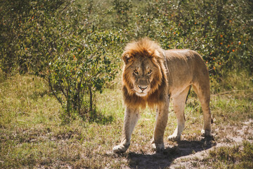 lion in the wild kenya