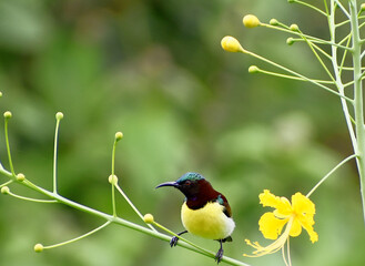 purple headed sunbird
male sunbird
bird on flower branch