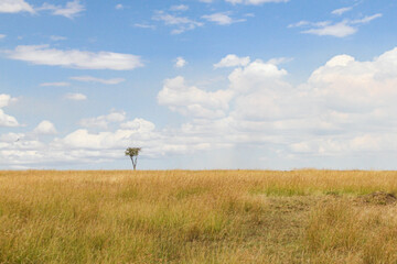 lonely tree in the wild