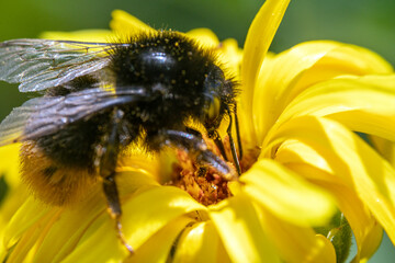 Bienen, Hummeln, Bremsen, Wespen, Fliegen, Schmetterlinge, Schwebfliegen beim fressen und...