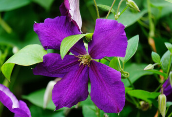 Blue clematis