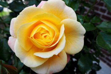 yellow rose Bud top view on the background of green leaves in the garden in summer