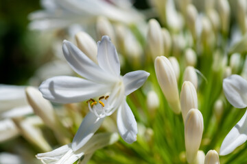 Agapanthus Schmucklilie Liebesblume Makro Nahaufnahme Pflanze Amaryllisgewächs Blüte Staubgefäß...