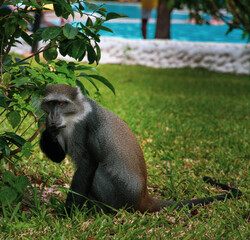 baboon sitting on the ground
