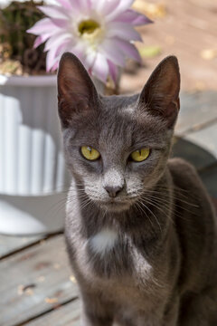 Gray kitten with green eyes close-up