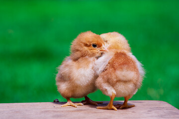 Small chicken friendship. Twin little chicken on green natural background.
