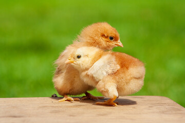 Small chicken friendship. Twin little chicken on green natural background.