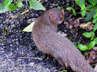 mongoose 
mongoose on road
mongoose on ground