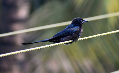 black drongo
black bird
black bird on the line
lonly bird
Dicrurus macrocercus