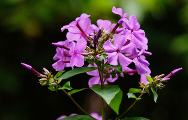 Fototapeta premium Lilac phlox