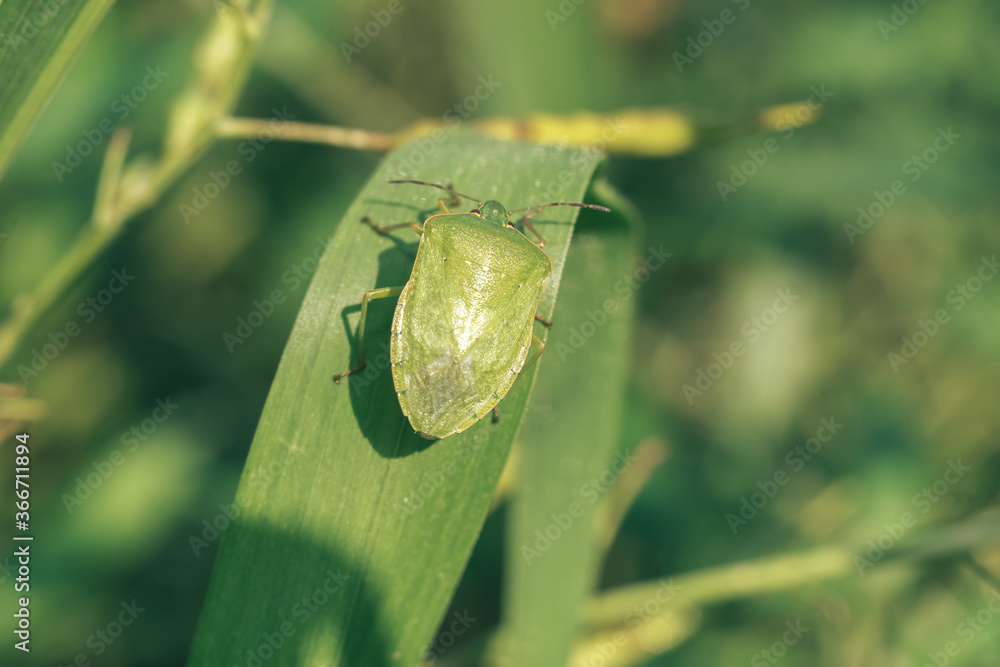 Aufkleber Close Up of linen skin stink bug on the green leaf, The brown marmorated stink bug is an insect in the family Pentatomidae..Nature background pattern texture for design.