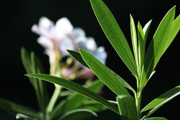 
Nerium oleander in bloom, white and pink flowers and green leaves banner 